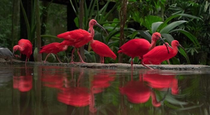 Foz do Iguaçu - Image 6