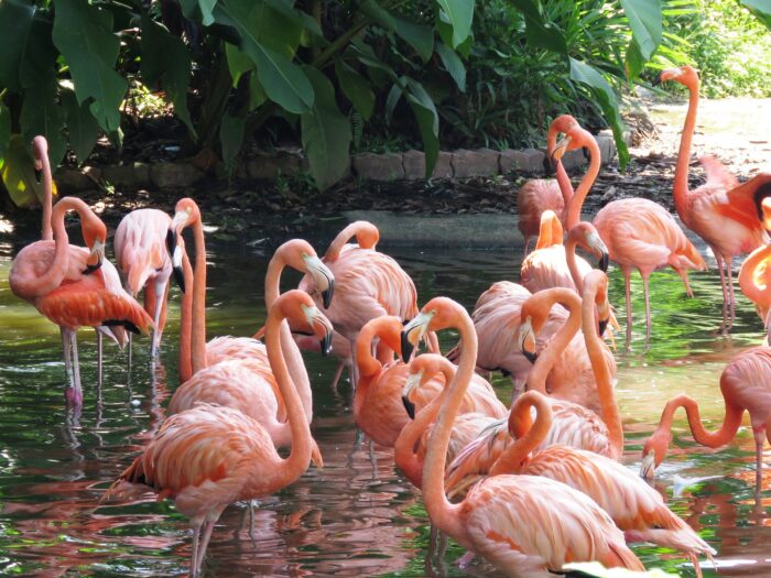 Foz do Iguaçu - Image 16